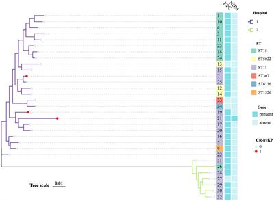 Epidemiological characteristics of SHV, cmlv, and FosA6-producing carbapenem-resistant Klebsiella pneumoniae based on whole genome sequences in Jiangsu, China